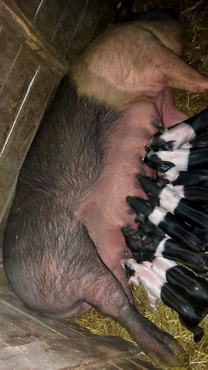 Purcea cu purcei Bazna.