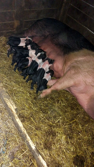 Purcea cu purcei Bazna. - imagine 5