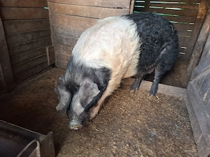 Purcea cu purcei Bazna. - imagine 2