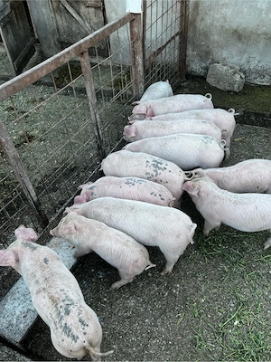 Purcei de 7 saptamani 