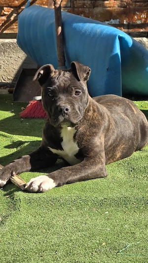 Femelă Amstaff 15 săptămâni  - imagine 3