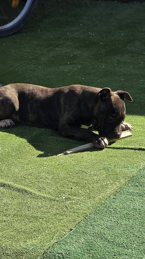 Femelă Amstaff 15 săptămâni  - imagine 2