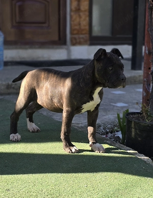 Femelă Amstaff 15 săptămâni 