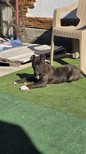 Femelă Amstaff 15 săptămâni  - imagine 4