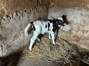 Vind Vițeauă 5 zile - imagine 2