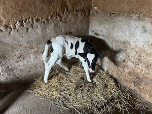 Vind Vițeauă 5 zile - imagine 3