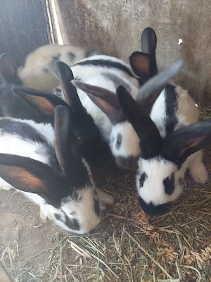 vand iepuri fluturaș german 