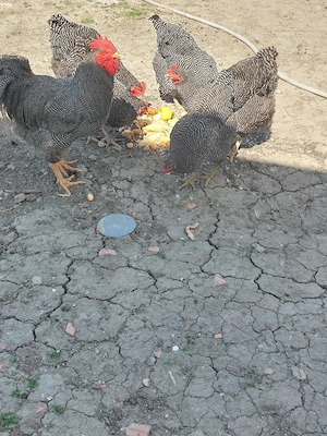 vand oua de plymut roc barat 