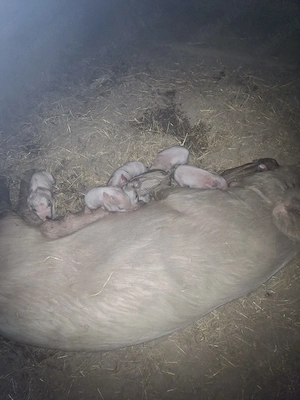 lot de 25 de porcii mari si mici scroafe gestante porcii de sacrificat - imagine 2