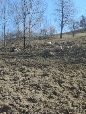 lot de 25 de porcii mari si mici scroafe gestante porcii de sacrificat - imagine 3