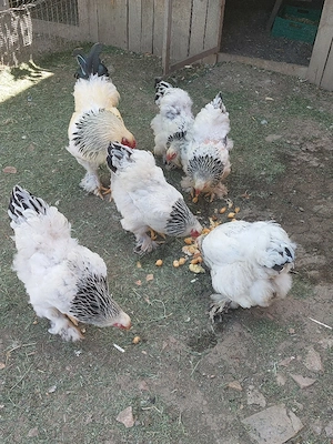 vand oua de brahma herminat deschis 