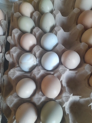 vand oua de gaina de casa verzi fara colesterol bio organice