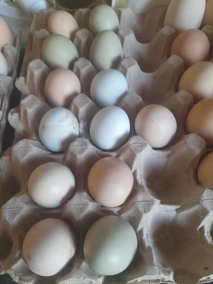 vand oua de gaina de casa verzi fara colesterol bio organice