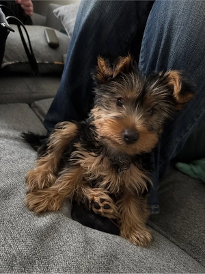 vand yorkshire terrier mascul - imagine 3