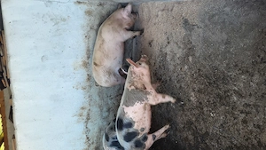 Vând suldani 55-70 kg pietrean - imagine 4