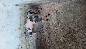 Vând suldani 55-70 kg pietrean - imagine 3