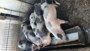 Vând suldani 55-70 kg pietrean - imagine 5