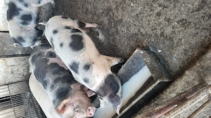 Vând suldani 55-70 kg pietrean - imagine 2