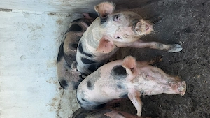 Vând suldani 55-70 kg pietrean