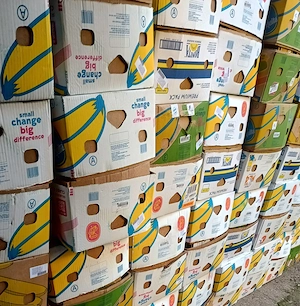 Baxuri banane 5 lei am 300