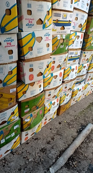 270 baxuri de banane noi 