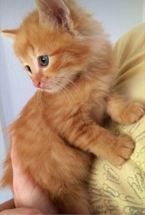 british orange mascul si femela - imagine 3