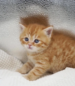 british orange mascul si femela - imagine 2