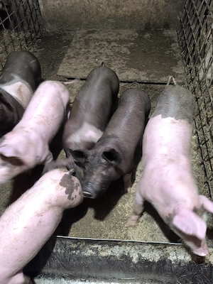 purcei de vânzare - imagine 3