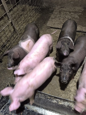 purcei de vânzare - imagine 4