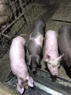 purcei de vânzare - imagine 2