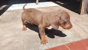 Teckel mascul 6 săptămâni 