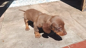 Teckel mascul 6 săptămâni  - imagine 2