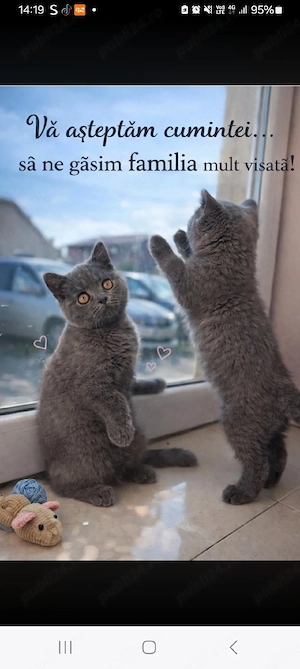 Pui British Shorthair
