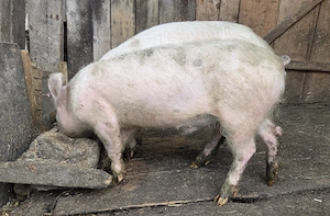 Vand 2 purcei in varsta de 3 luni, crescuti in gospodarie, hraniti natural.