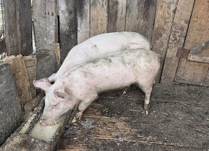 Vand 2 purcei in varsta de 3 luni, crescuti in gospodarie, hraniti natural. - imagine 3