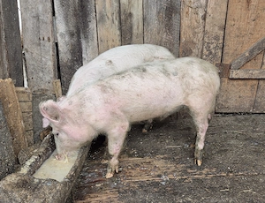 Vand 2 purcei in varsta de 3 luni, crescuti in gospodarie, hraniti natural. - imagine 2