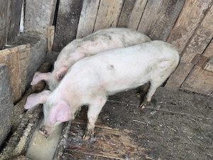 Vand 2 purcei in varsta de 3 luni, crescuti in gospodarie, hraniti natural. - imagine 4