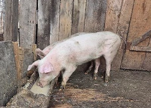 Vand 2 purcei in varsta de 3 luni, crescuti in gospodarie, hraniti natural. - imagine 5