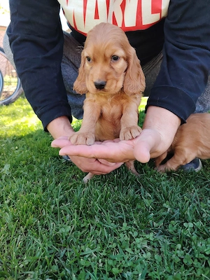Puiuț cocker spaniel  - imagine 4