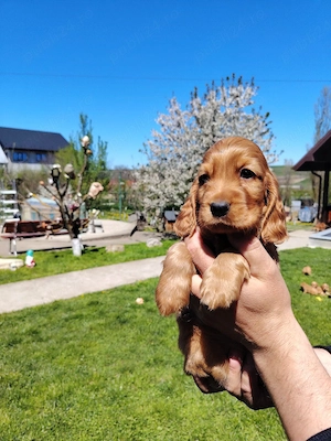 Puiuț cocker spaniel  - imagine 3