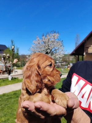 Puiuț cocker spaniel 