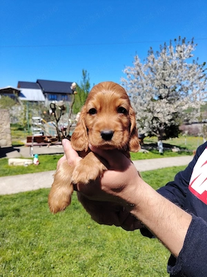 Puiuț cocker spaniel  - imagine 5