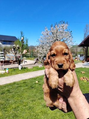 Puiuț cocker spaniel  - imagine 2