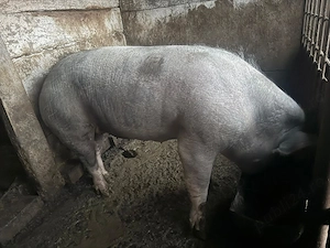 Porci disponibili  - imagine 2