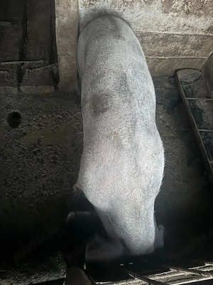 Porci disponibili  - imagine 4