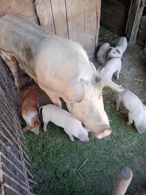 Purcei foarte frumoși  - imagine 2