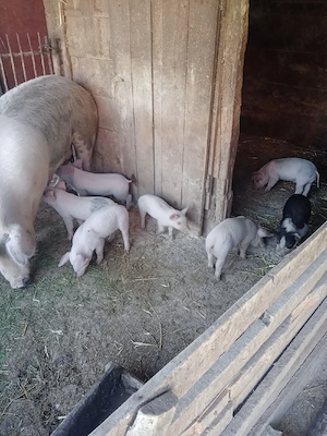 Purcei foarte frumoși  - imagine 4