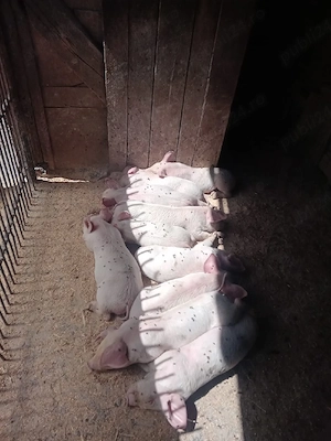 Purcei foarte frumoși  - imagine 3