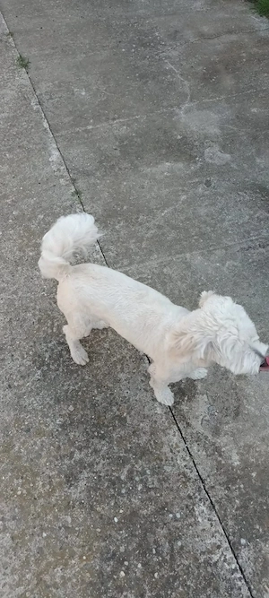 De vinzare bison maltez baietel 