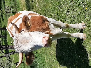 Baltata Românească  de 3 ani - imagine 4